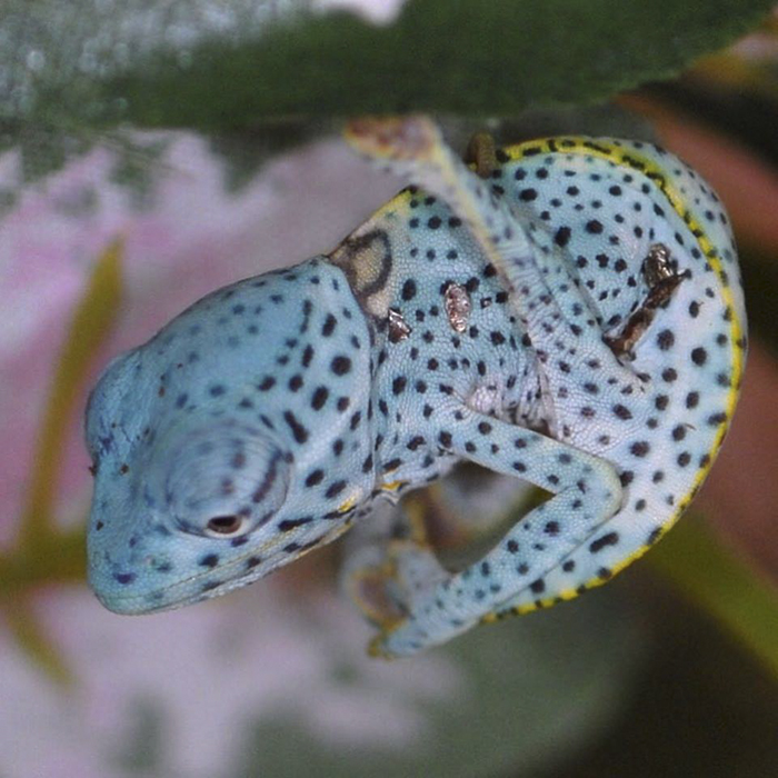 115 Chameleon Babies That Will Make You Fall In Love With Lizards 115 Chameleon Babies That Will Make You Fall In Love With Lizards