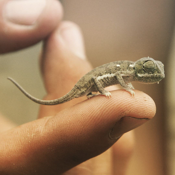 115 Chameleon Babies That Will Make You Fall In Love With Lizards 115 Chameleon Babies That Will Make You Fall In Love With Lizards