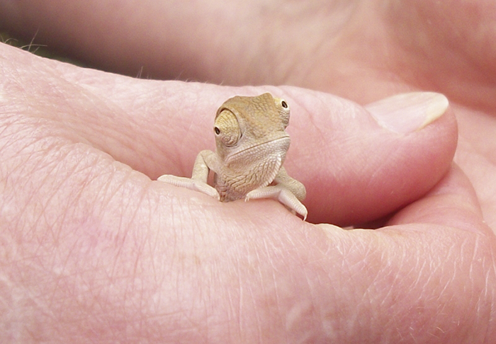 115 Chameleon Babies That Will Make You Fall In Love With Lizards 115 Chameleon Babies That Will Make You Fall In Love With Lizards