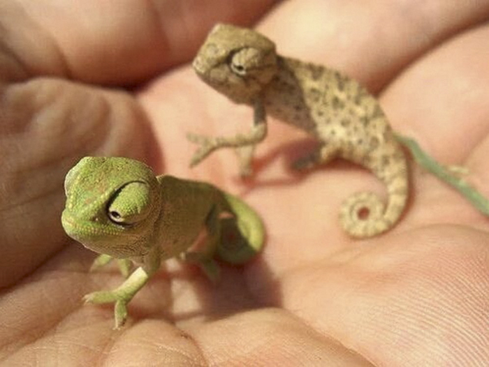 115 Chameleon Babies That Will Make You Fall In Love With Lizards 115 Chameleon Babies That Will Make You Fall In Love With Lizards