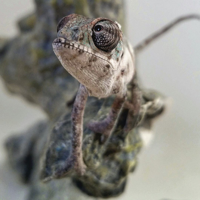115 Chameleon Babies That Will Make You Fall In Love With Lizards 115 Chameleon Babies That Will Make You Fall In Love With Lizards