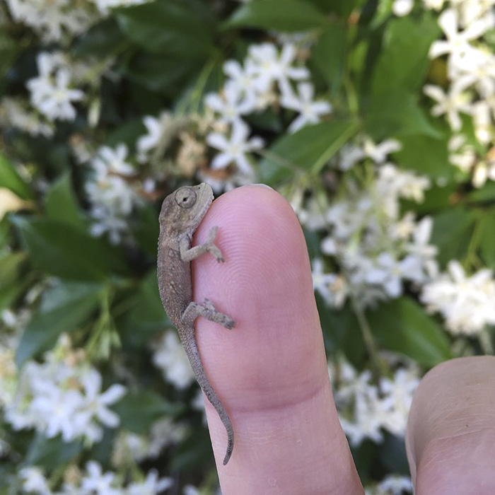115 Chameleon Babies That Will Make You Fall In Love With Lizards 115 Chameleon Babies That Will Make You Fall In Love With Lizards
