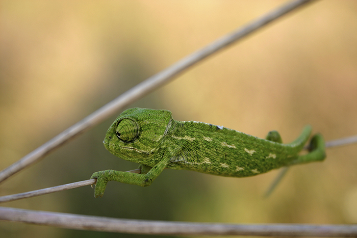 115 Chameleon Babies That Will Make You Fall In Love With Lizards 115 Chameleon Babies That Will Make You Fall In Love With Lizards