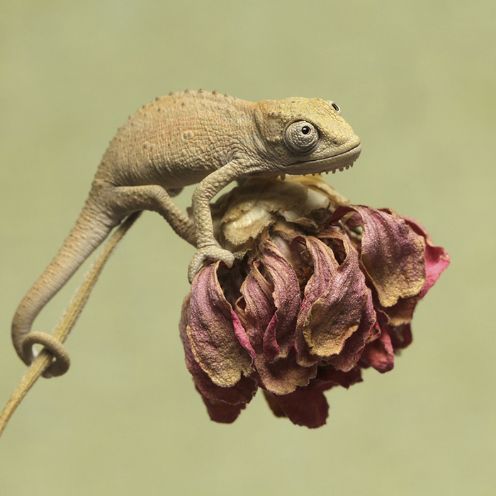 115 Chameleon Babies That Will Make You Fall In Love With Lizards 115 Chameleon Babies That Will Make You Fall In Love With Lizards