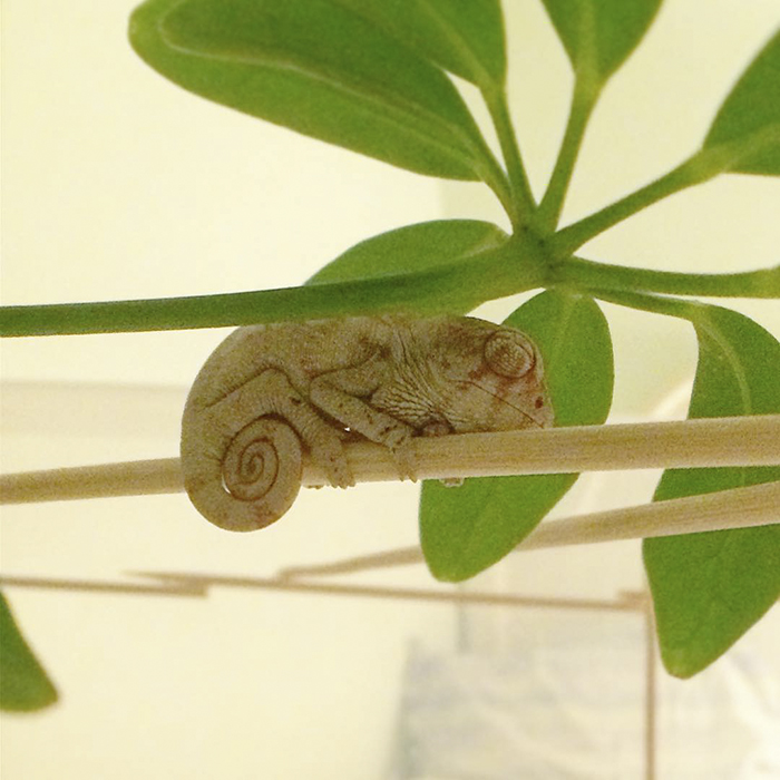 115 Chameleon Babies That Will Make You Fall In Love With Lizards 115 Chameleon Babies That Will Make You Fall In Love With Lizards