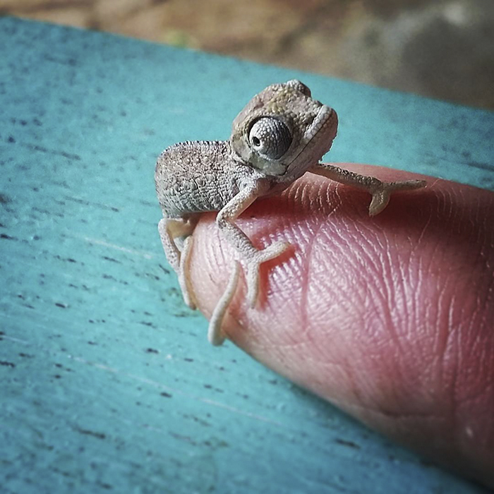 115 Chameleon Babies That Will Make You Fall In Love With Lizards 115 Chameleon Babies That Will Make You Fall In Love With Lizards