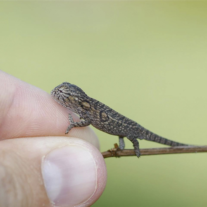 115 Chameleon Babies That Will Make You Fall In Love With Lizards 115 Chameleon Babies That Will Make You Fall In Love With Lizards