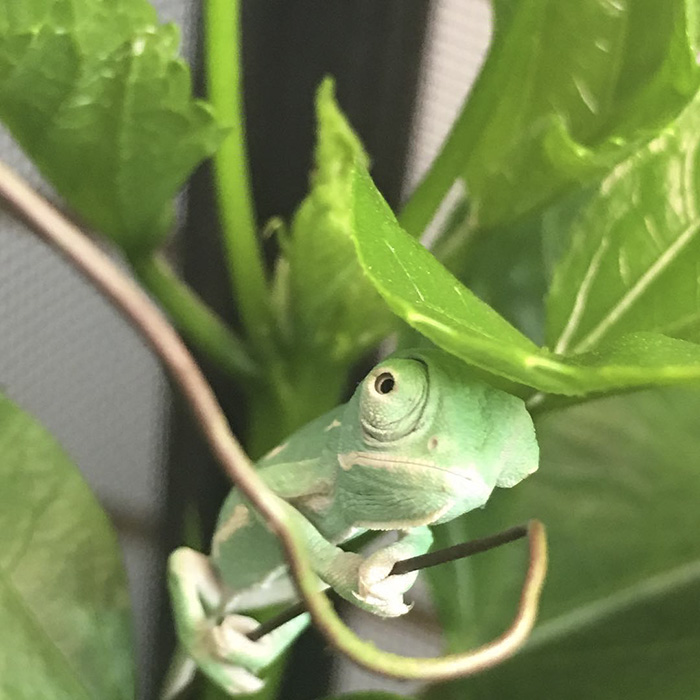 115 Chameleon Babies That Will Make You Fall In Love With Lizards 115 Chameleon Babies That Will Make You Fall In Love With Lizards