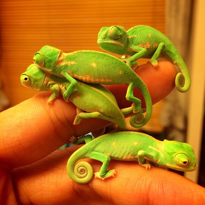 115 Chameleon Babies That Will Make You Fall In Love With Lizards 115 Chameleon Babies That Will Make You Fall In Love With Lizards