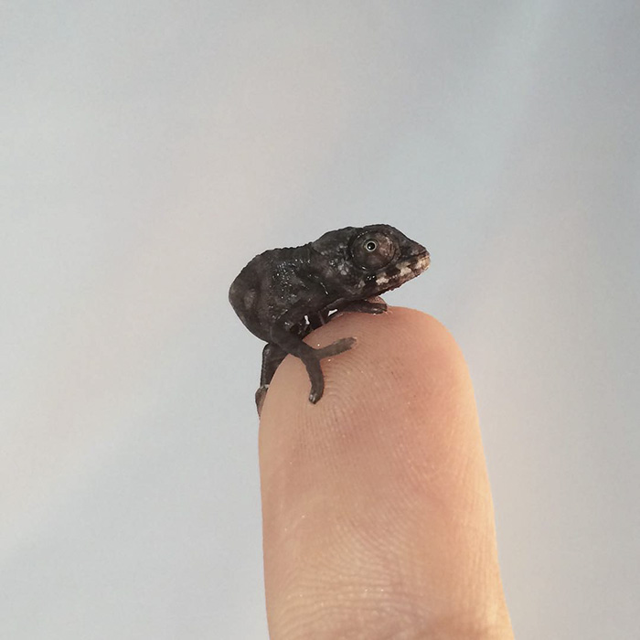 115 Chameleon Babies That Will Make You Fall In Love With Lizards 115 Chameleon Babies That Will Make You Fall In Love With Lizards