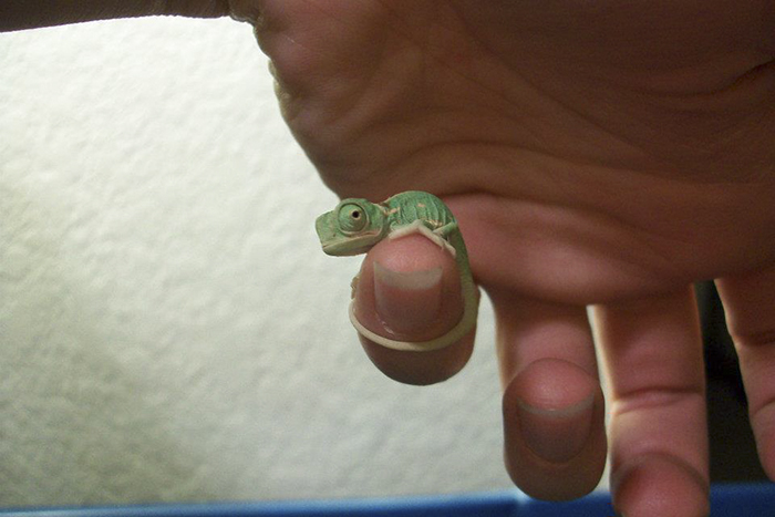 115 Chameleon Babies That Will Make You Fall In Love With Lizards 115 Chameleon Babies That Will Make You Fall In Love With Lizards