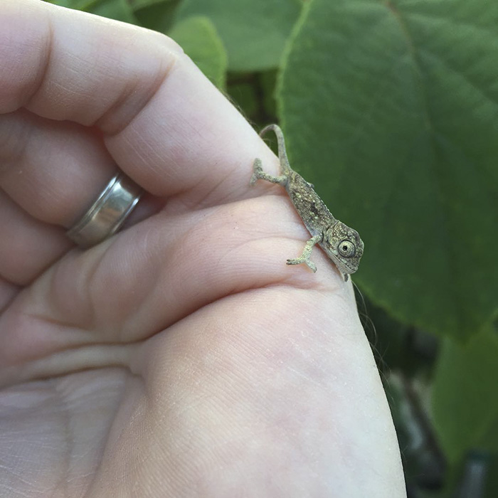115 Chameleon Babies That Will Make You Fall In Love With Lizards 115 Chameleon Babies That Will Make You Fall In Love With Lizards