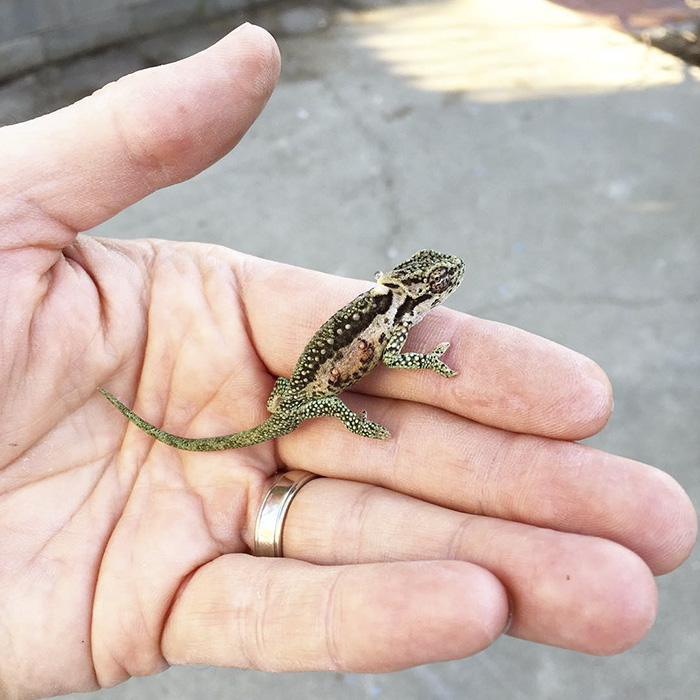 115 Chameleon Babies That Will Make You Fall In Love With Lizards 115 Chameleon Babies That Will Make You Fall In Love With Lizards