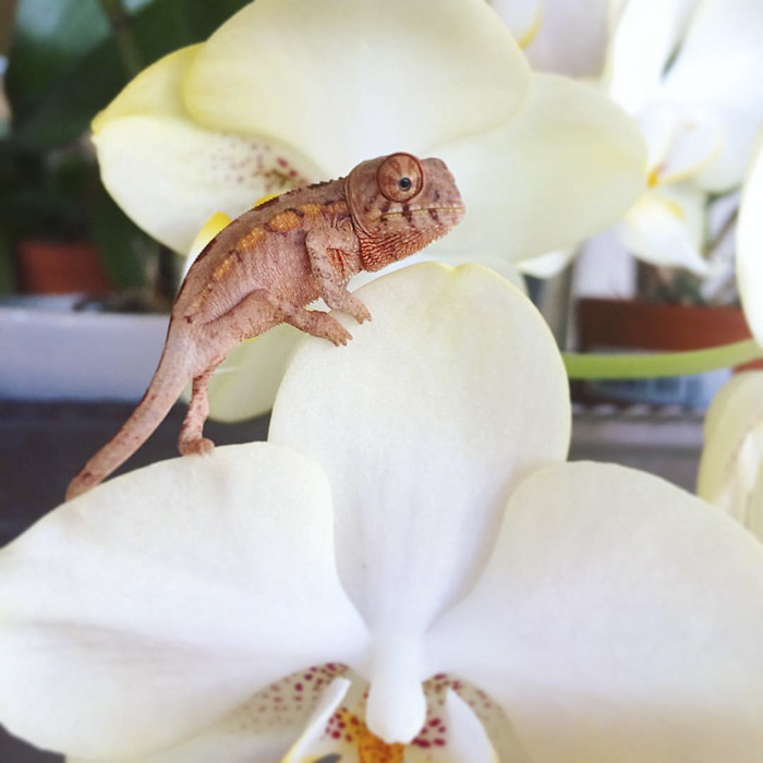 115 Chameleon Babies That Will Make You Fall In Love With Lizards 115 Chameleon Babies That Will Make You Fall In Love With Lizards