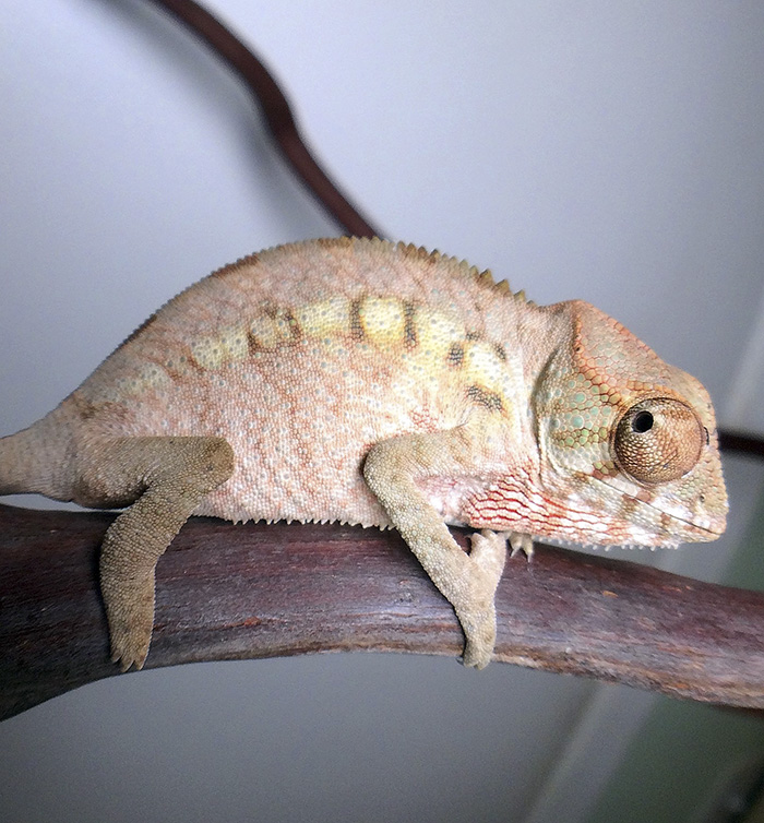 115 Chameleon Babies That Will Make You Fall In Love With Lizards 115 Chameleon Babies That Will Make You Fall In Love With Lizards