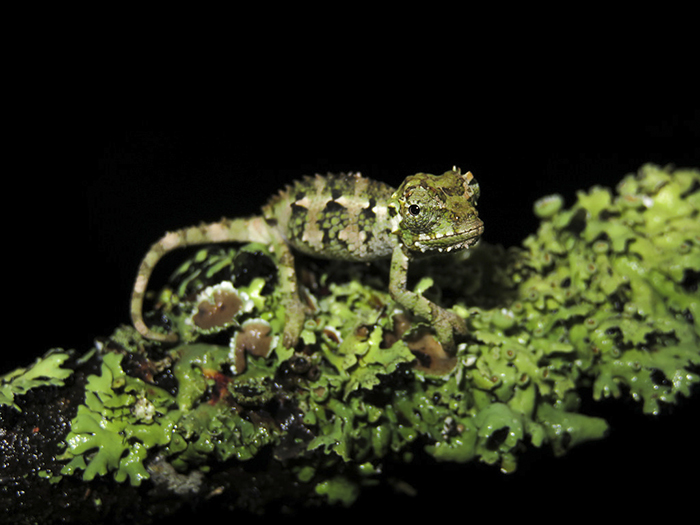 115 Chameleon Babies That Will Make You Fall In Love With Lizards 115 Chameleon Babies That Will Make You Fall In Love With Lizards