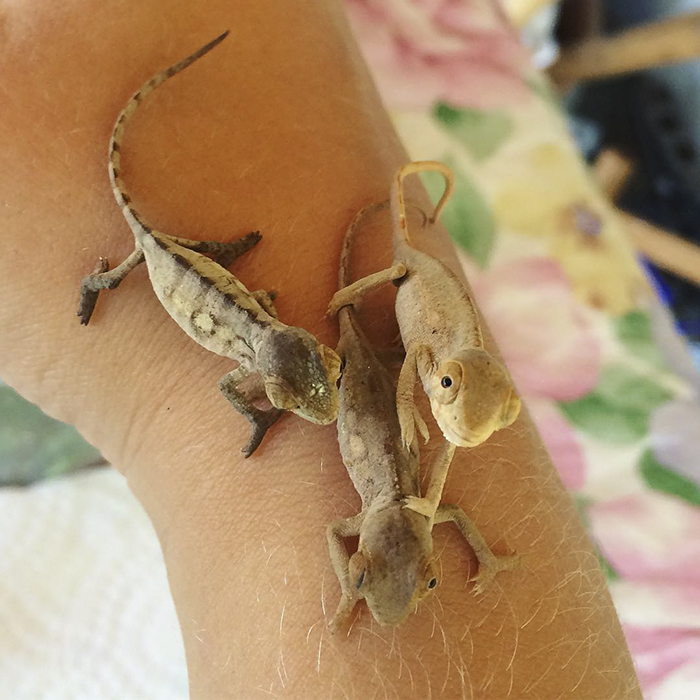 115 Chameleon Babies That Will Make You Fall In Love With Lizards 115 Chameleon Babies That Will Make You Fall In Love With Lizards