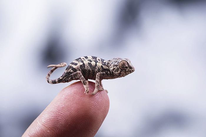 115 Chameleon Babies That Will Make You Fall In Love With Lizards 115 Chameleon Babies That Will Make You Fall In Love With Lizards