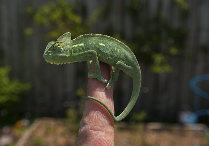 115 Chameleon Babies That Will Make You Fall In Love With Lizards 115 Chameleon Babies That Will Make You Fall In Love With Lizards