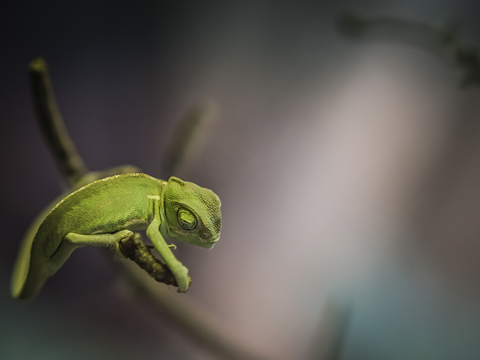 115 Chameleon Babies That Will Make You Fall In Love With Lizards 115 Chameleon Babies That Will Make You Fall In Love With Lizards