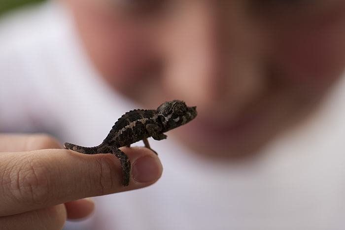 115 Chameleon Babies That Will Make You Fall In Love With Lizards 115 Chameleon Babies That Will Make You Fall In Love With Lizards