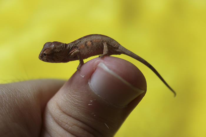 115 Chameleon Babies That Will Make You Fall In Love With Lizards 115 Chameleon Babies That Will Make You Fall In Love With Lizards