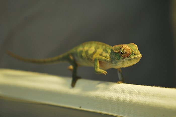 115 Chameleon Babies That Will Make You Fall In Love With Lizards 115 Chameleon Babies That Will Make You Fall In Love With Lizards