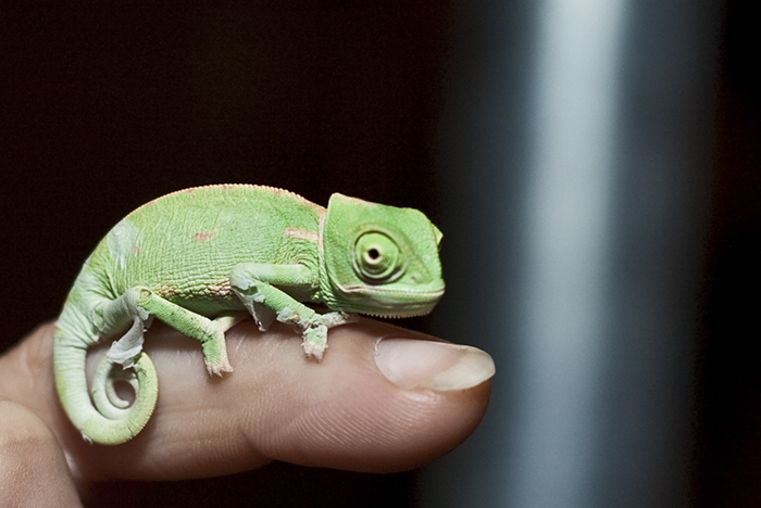 115 Chameleon Babies That Will Make You Fall In Love With Lizards 115 Chameleon Babies That Will Make You Fall In Love With Lizards