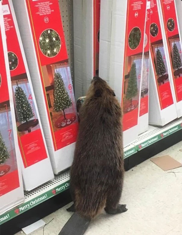 Beaver Spotted In Supermarket Looking For An Artificial Christmas Tree Beaver Spotted In Supermarket Looking For An Artificial Christmas Tree