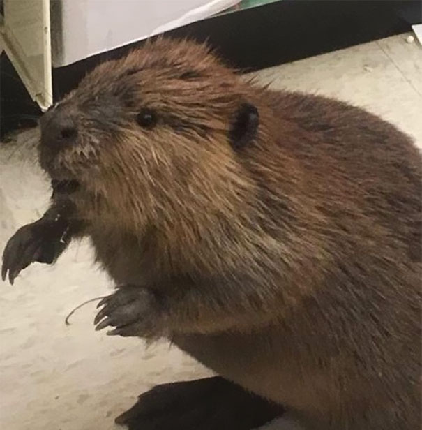 Beaver Spotted In Supermarket Looking For An Artificial Christmas Tree Beaver Spotted In Supermarket Looking For An Artificial Christmas Tree
