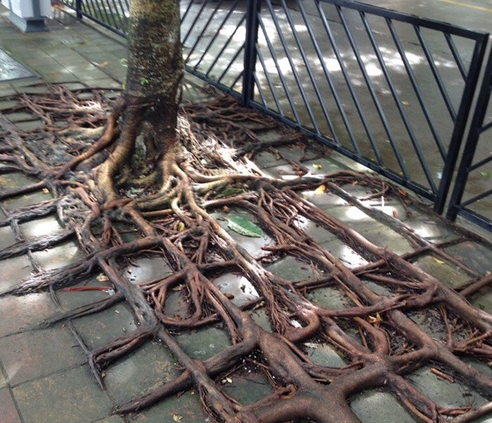 How Many Of These Puns Can You Guess Without Looking At The Answers? How Many Of These Puns Can You Guess Without Looking At The Answers?