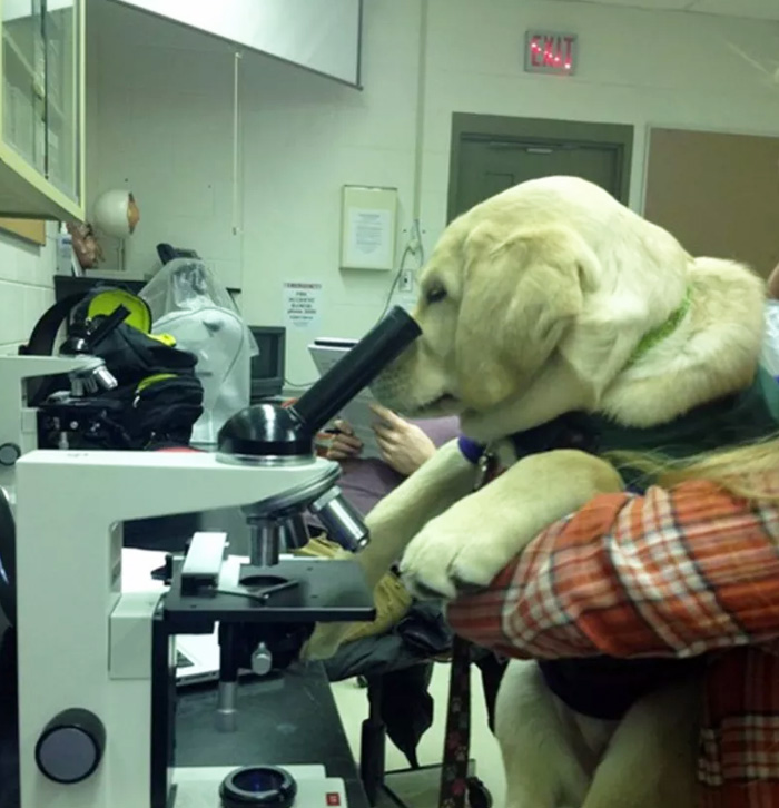 How Many Of These Puns Can You Guess Without Looking At The Answers? How Many Of These Puns Can You Guess Without Looking At The Answers?