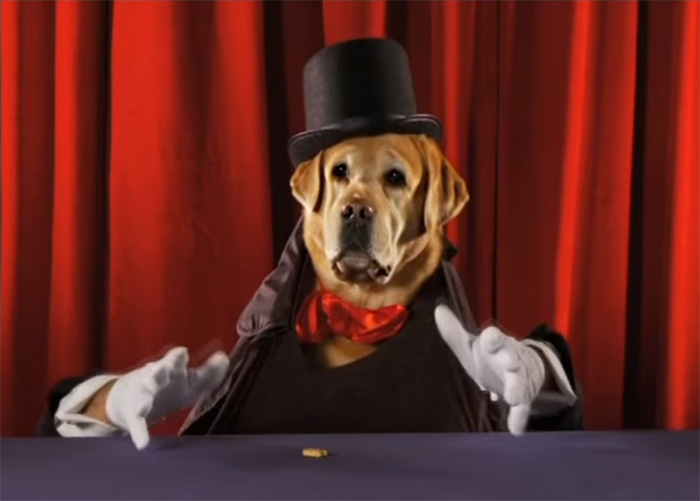 How Many Of These Puns Can You Guess Without Looking At The Answers? How Many Of These Puns Can You Guess Without Looking At The Answers?