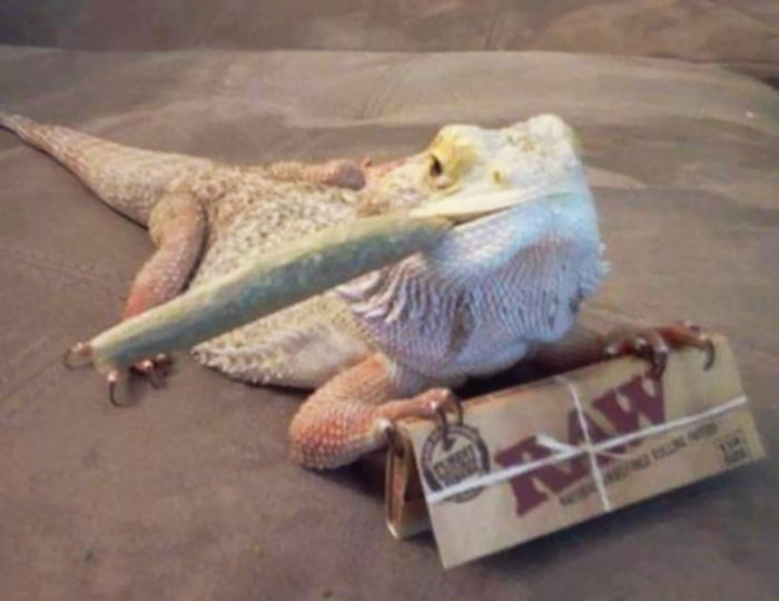 How Many Of These Puns Can You Guess Without Looking At The Answers? How Many Of These Puns Can You Guess Without Looking At The Answers?