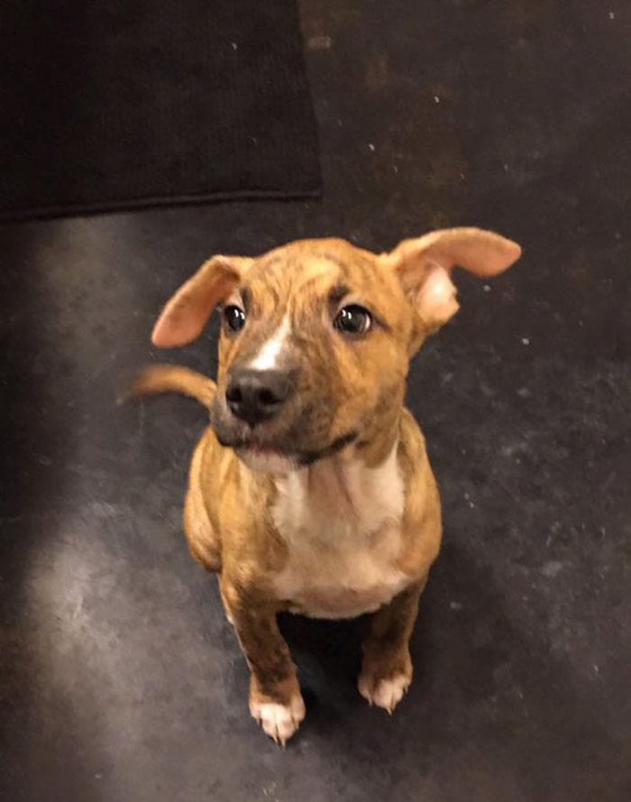 People Fall In Love With Dog Who Tried To Clean Up His Own Pee From Owner&#8217;s Friend&#8217;s Bathroom Floor