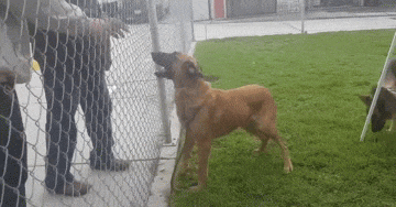 Abandoned Dog Excited To Meet Her Family In A Shelter, But They&#8217;re There To Adopt Another Dog Instead