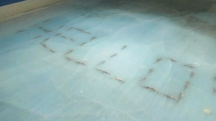 People Outraged After Japan Skating Rink Freezes 5,000 Fish In The Ice