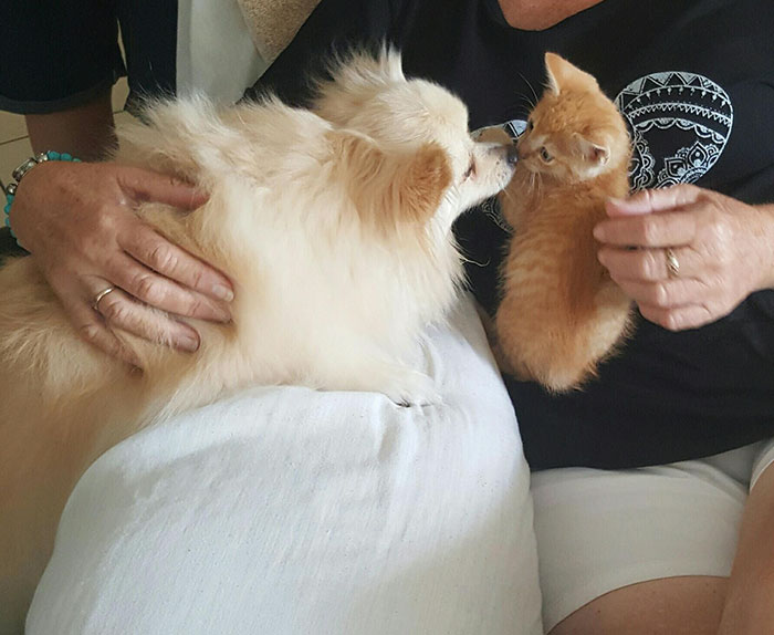 Woman Adopts A Dog To Deal With Anxiety, And The Dog Adopts Her Kitten Woman Adopts A Dog To Deal With Anxiety, And The Dog Adopts Her Kitten