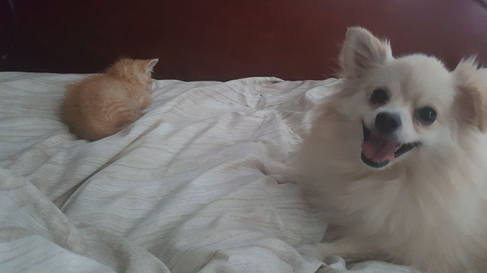 Woman Adopts A Dog To Deal With Anxiety, And The Dog Adopts Her Kitten Woman Adopts A Dog To Deal With Anxiety, And The Dog Adopts Her Kitten