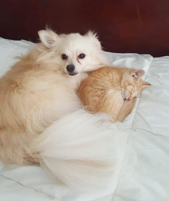 Woman Adopts A Dog To Deal With Anxiety, And The Dog Adopts Her Kitten Woman Adopts A Dog To Deal With Anxiety, And The Dog Adopts Her Kitten