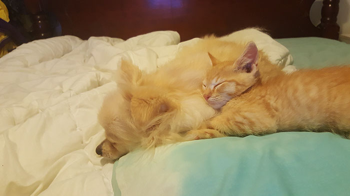 Woman Adopts A Dog To Deal With Anxiety, And The Dog Adopts Her Kitten Woman Adopts A Dog To Deal With Anxiety, And The Dog Adopts Her Kitten