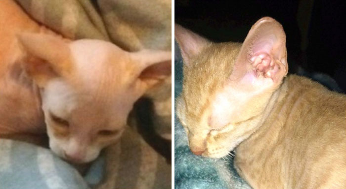 Woman Shocked After Realizing Her $700 Hairless Sphynx Cat Is Actually A Regular Cat That Was Shaved Woman Shocked After Realizing Her $700 Hairless Sphynx Cat Is Actually A Regular Cat That Was Shaved