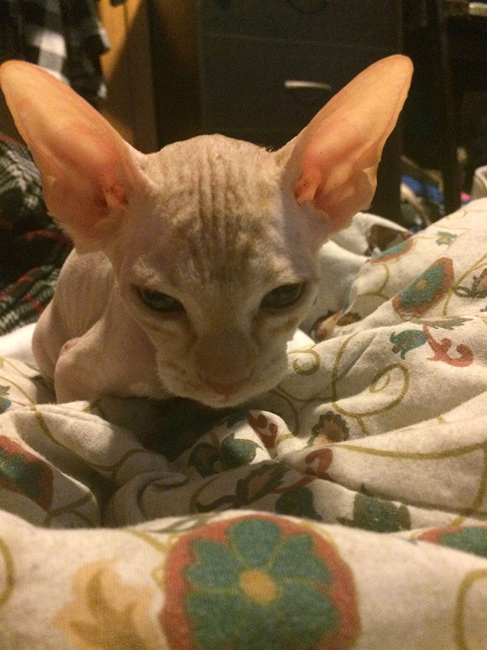 Woman Shocked After Realizing Her $700 Hairless Sphynx Cat Is Actually A Regular Cat That Was Shaved Woman Shocked After Realizing Her $700 Hairless Sphynx Cat Is Actually A Regular Cat That Was Shaved