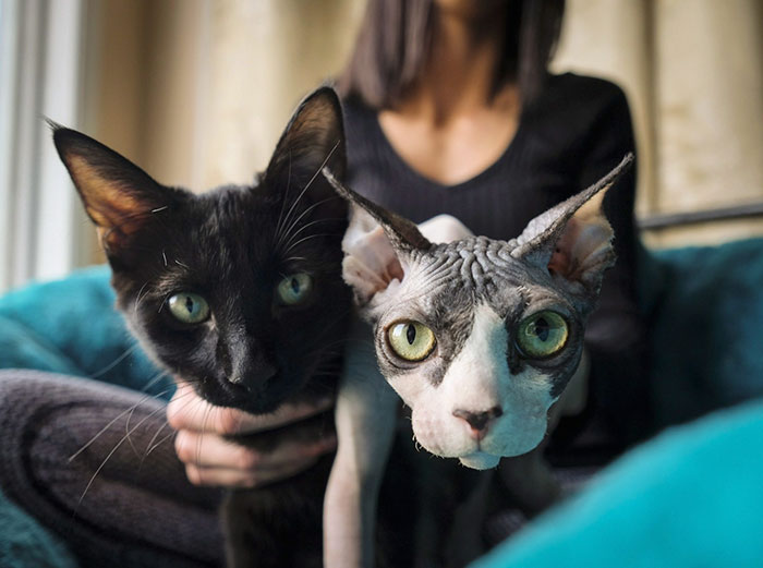 Woman Shocked After Realizing Her $700 Hairless Sphynx Cat Is Actually A Regular Cat That Was Shaved Woman Shocked After Realizing Her $700 Hairless Sphynx Cat Is Actually A Regular Cat That Was Shaved