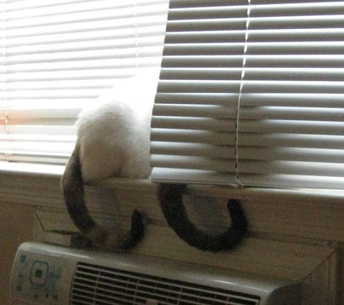 My Two Cats Won The Olympic Medal For Synchronized Napping