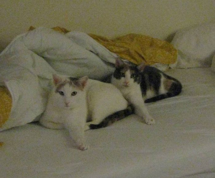 My Two Cats Won The Olympic Medal For Synchronized Napping