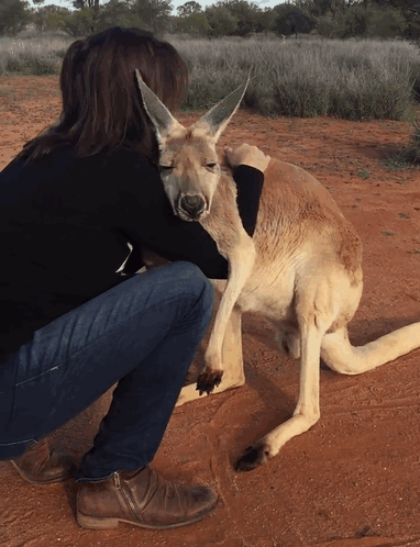 Rescued Kangaroo Hugs Her Rescuers Every Day, And The Internet Can’t Handle It Rescued Kangaroo Hugs Her Rescuers Every Day, And The Internet Can’t Handle It