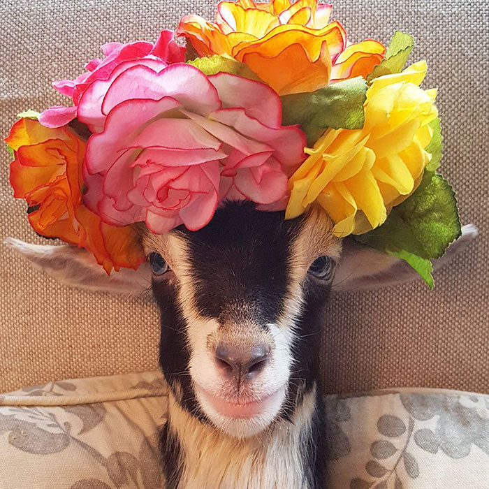 Rescue Goat Suffering From Anxiety Only Calms Down In Her Duck Costume