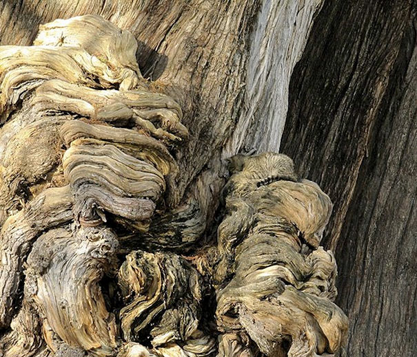 81 Purrfectly Camouflaged Cats That Are Impossible To Find Without Looking At The Answers