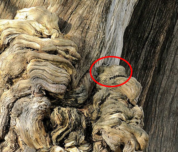 81 Purrfectly Camouflaged Cats That Are Impossible To Find Without Looking At The Answers